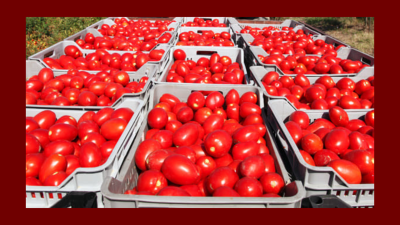 २० रुपैंयाले घट्यो गोलभेँडाको मूल्य