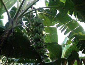 प्रधानाध्यापकको कृषि मोह