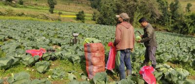 दशैँमा मासु मात्र होइन, शैलुङको स्वादिलो काउली, बन्दा र गाजर पनि बजारमा