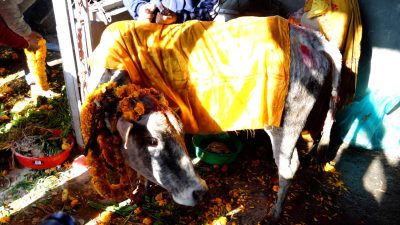 पशुपतिको गौशाला धर्मशालामा पालिएको गाईलाई पूजा गर्नेहरुको घुँइचो